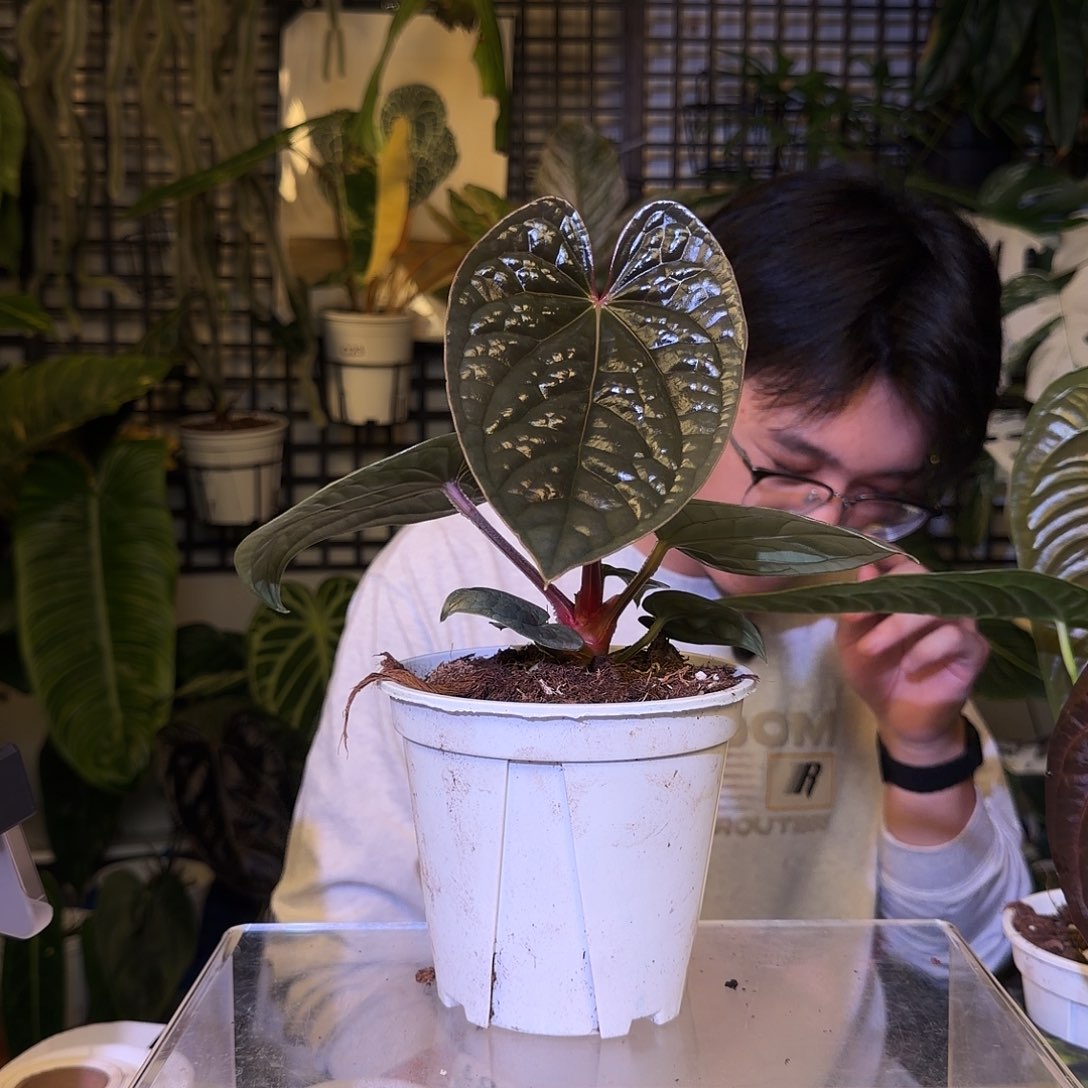 完全开放F60 籽播奢华