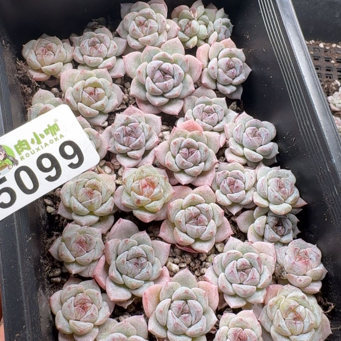 爱***笨多肉植物多肉植物