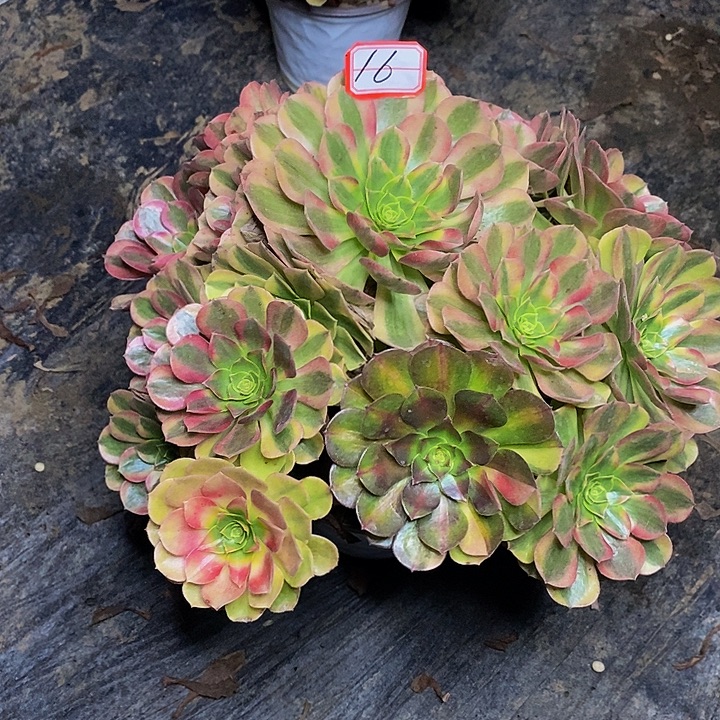 漯***猫雨荷老桩捧花16号