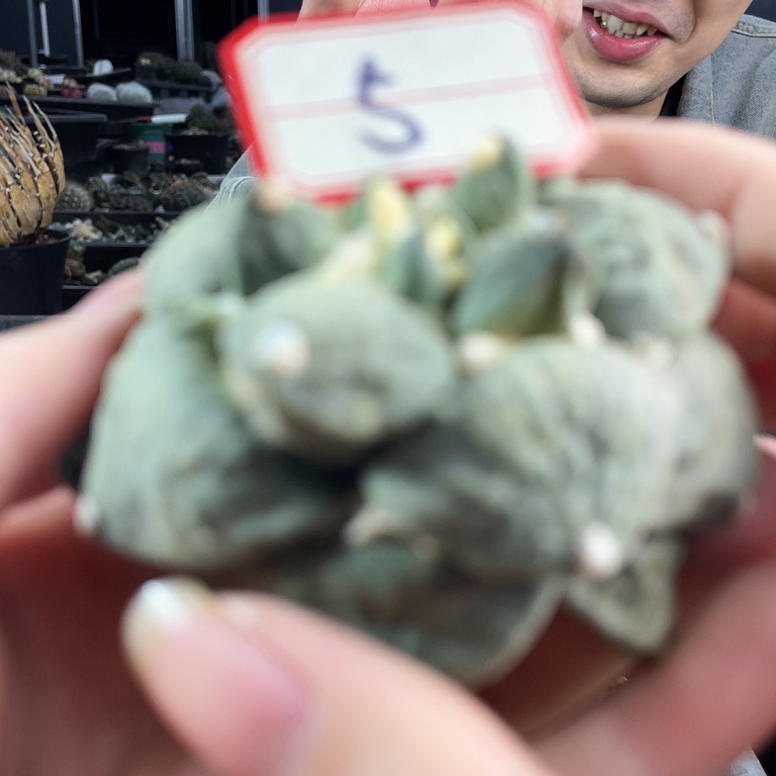 5号自根福利怒涛牡丹