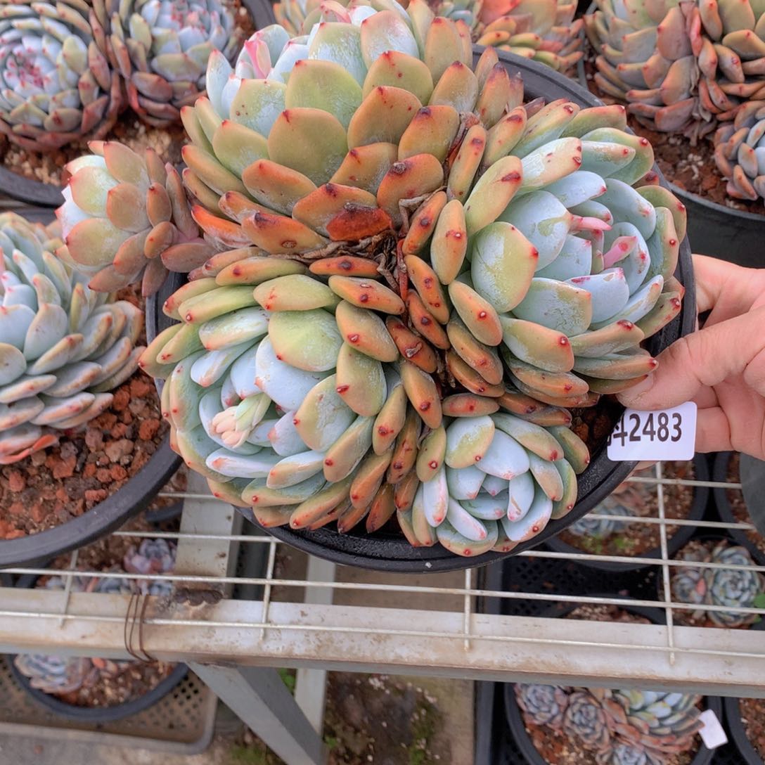 2483多头一个小时左右即可享受