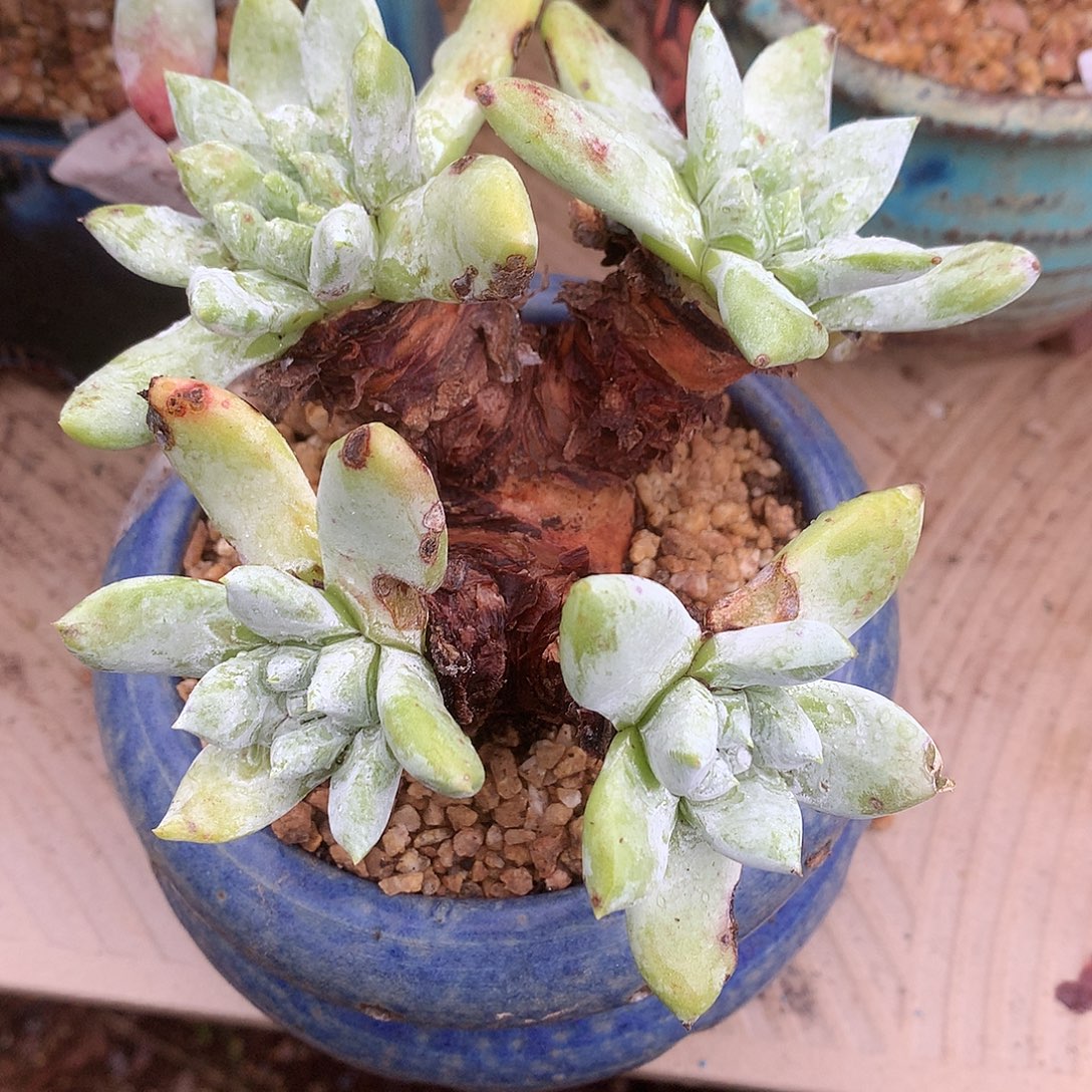 0606拇指苹果叶仙女杯多肉