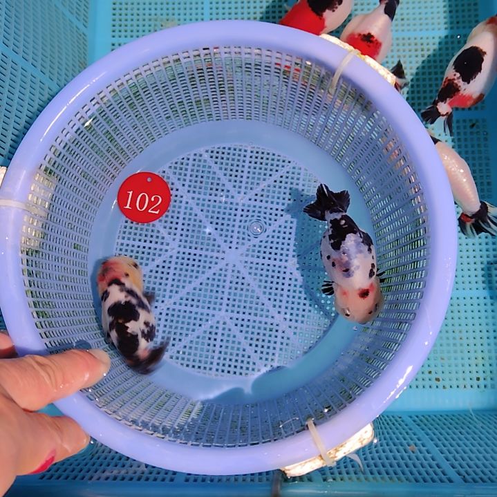 金鱼102兰寿两只特价顺丰包邮