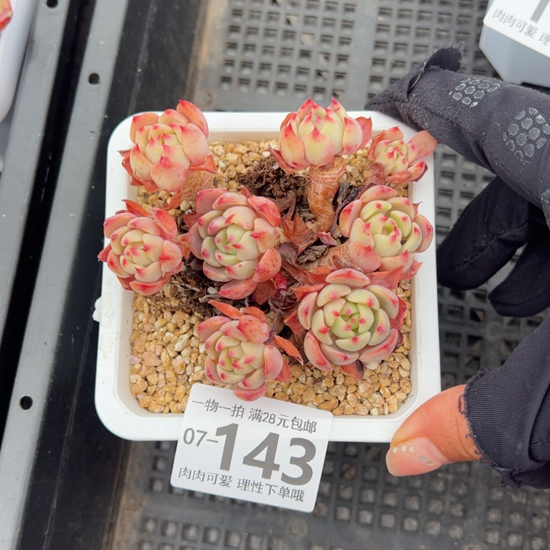 娜娜小勾多肉多肉多肉多肉多肉