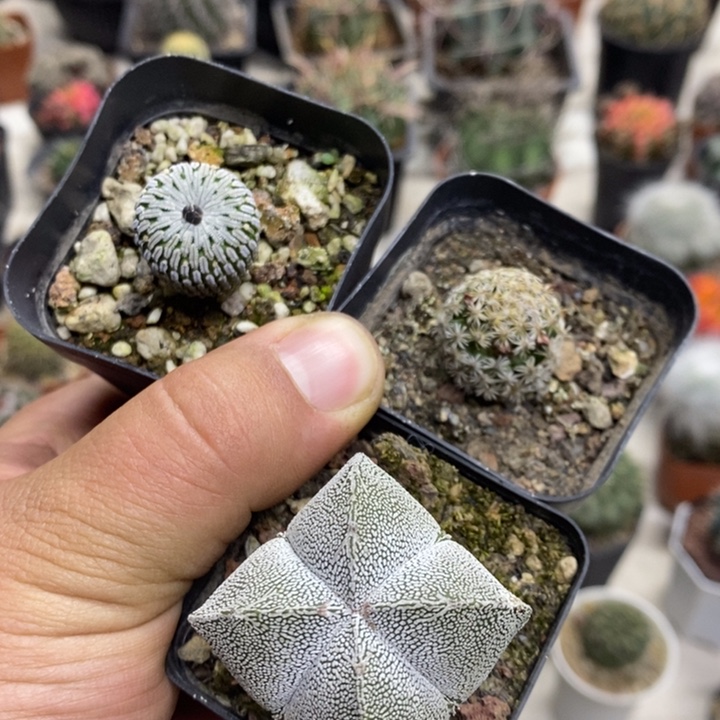 驿***鲜克氏丸恩塚精巧殿3颗送一颗