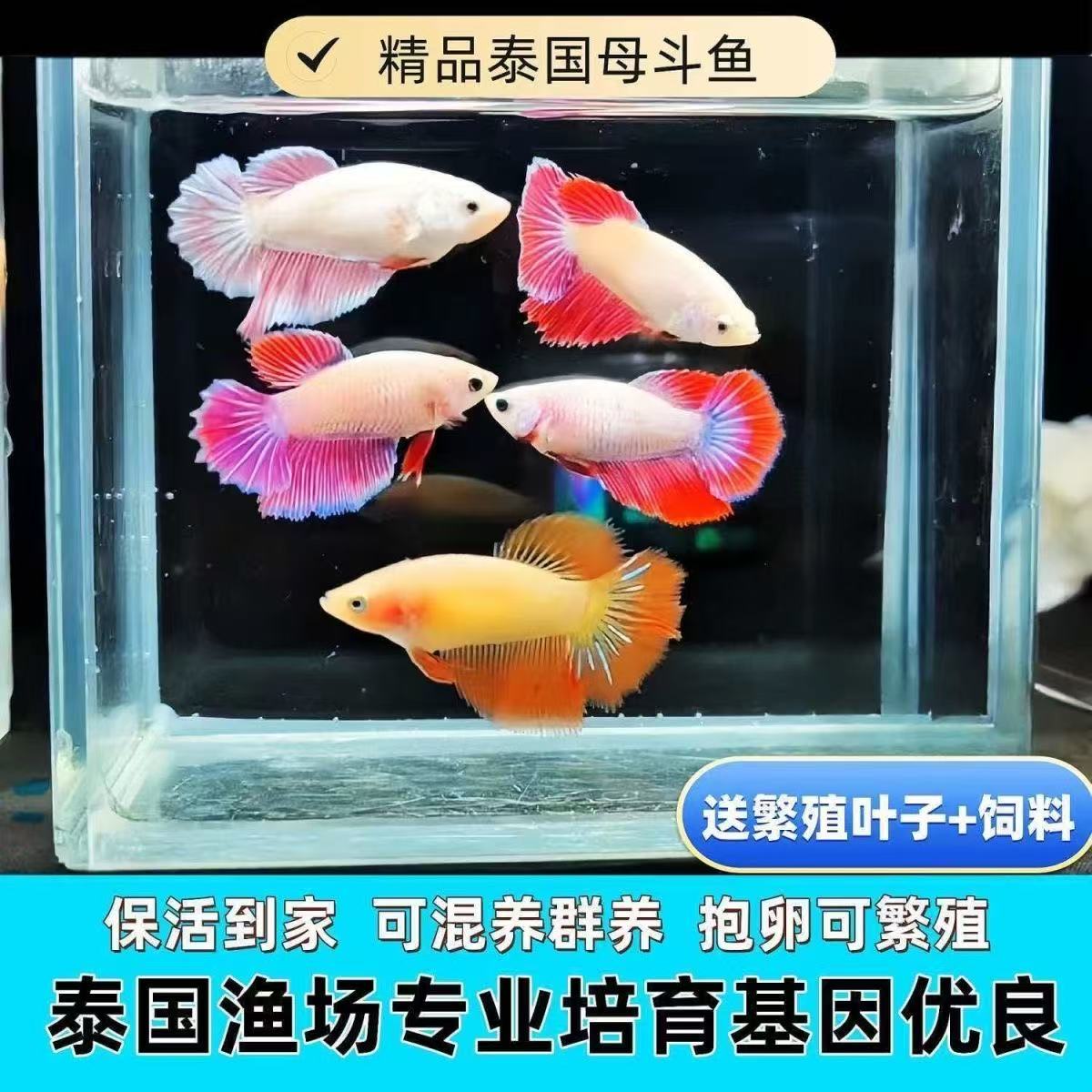 5条随机泰国斗鱼半月浅色母鱼（直播间同款） 可群养有报卵可繁殖