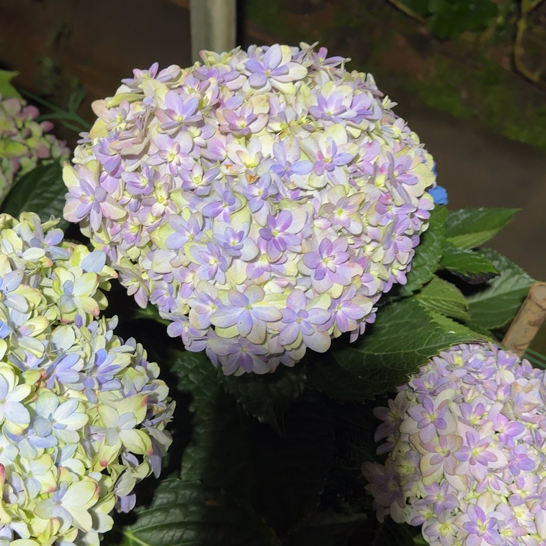 大部分花苞少量开放94