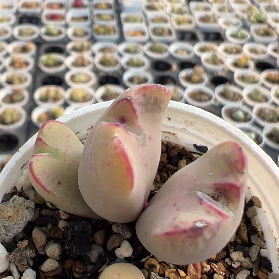 139多肉植物百科知识