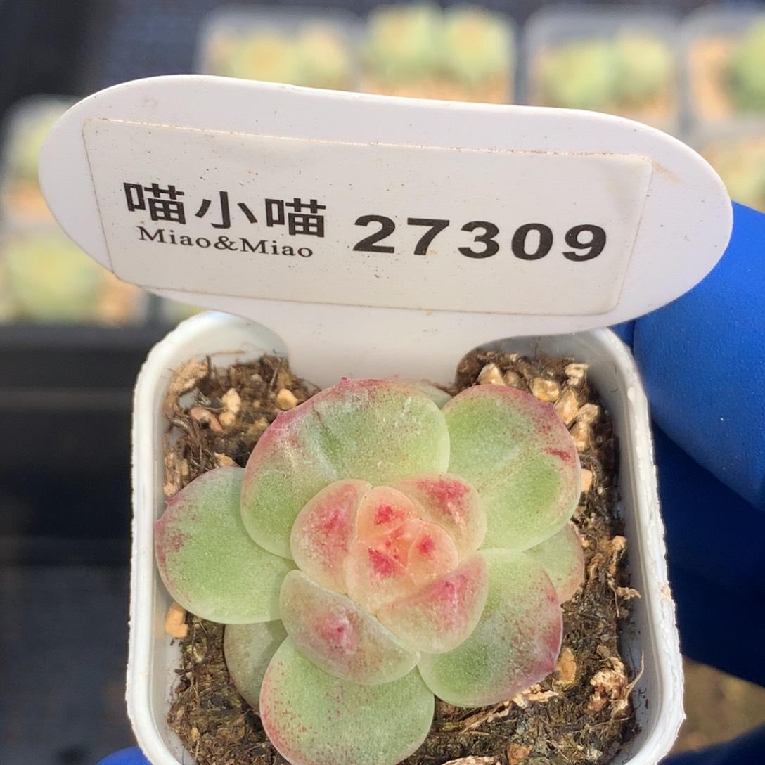 ****財多肉植物杂交珍妮