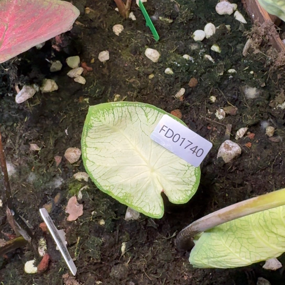 小***丫无花朵个体寄养01740