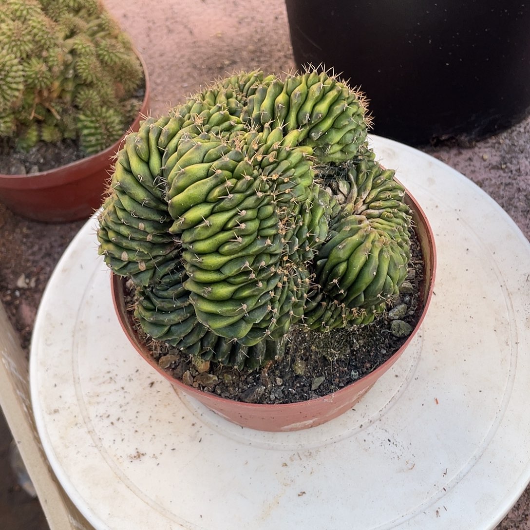 兰****无花朵翠晃冠仙人球仙人掌