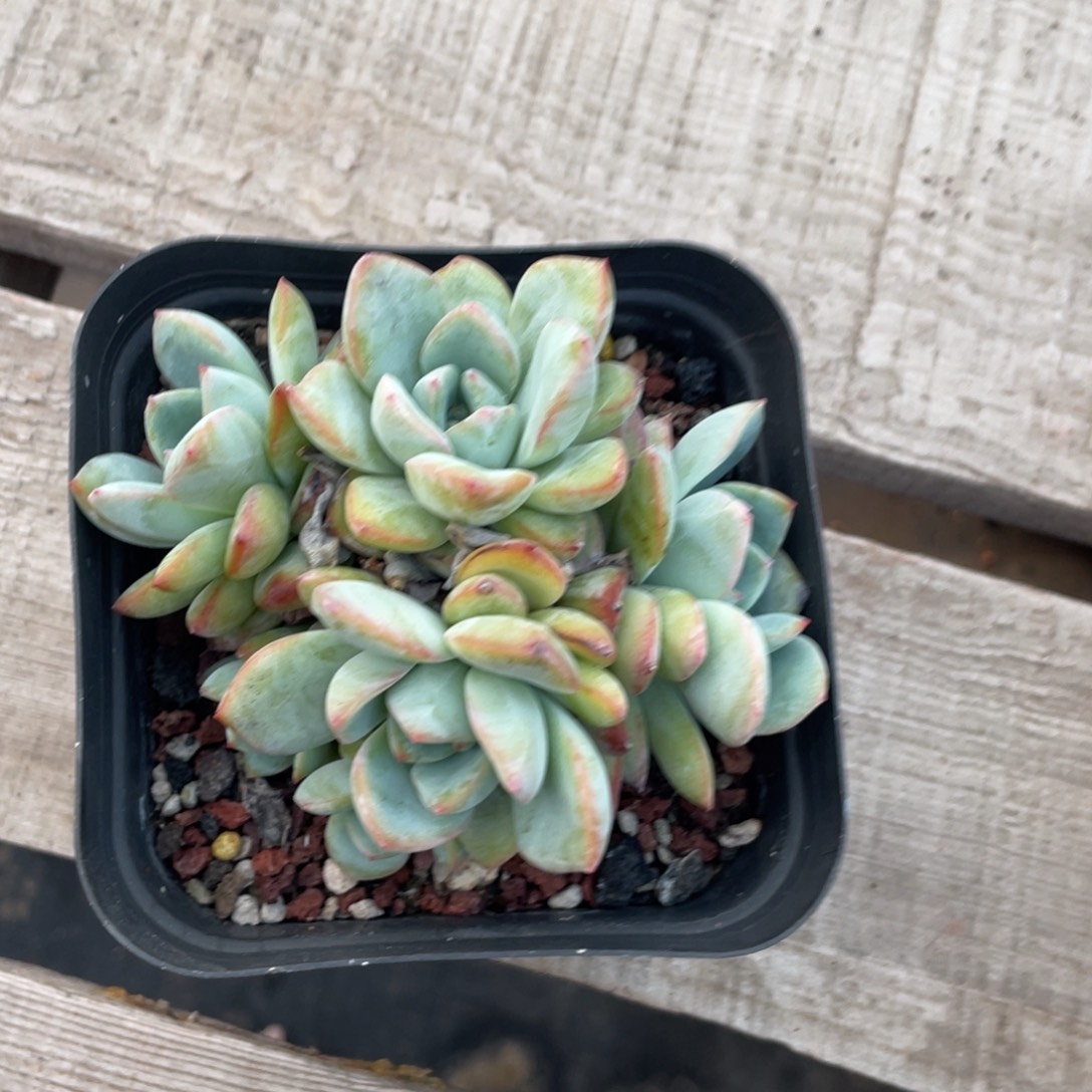 六头泡芙群生无砍无摘