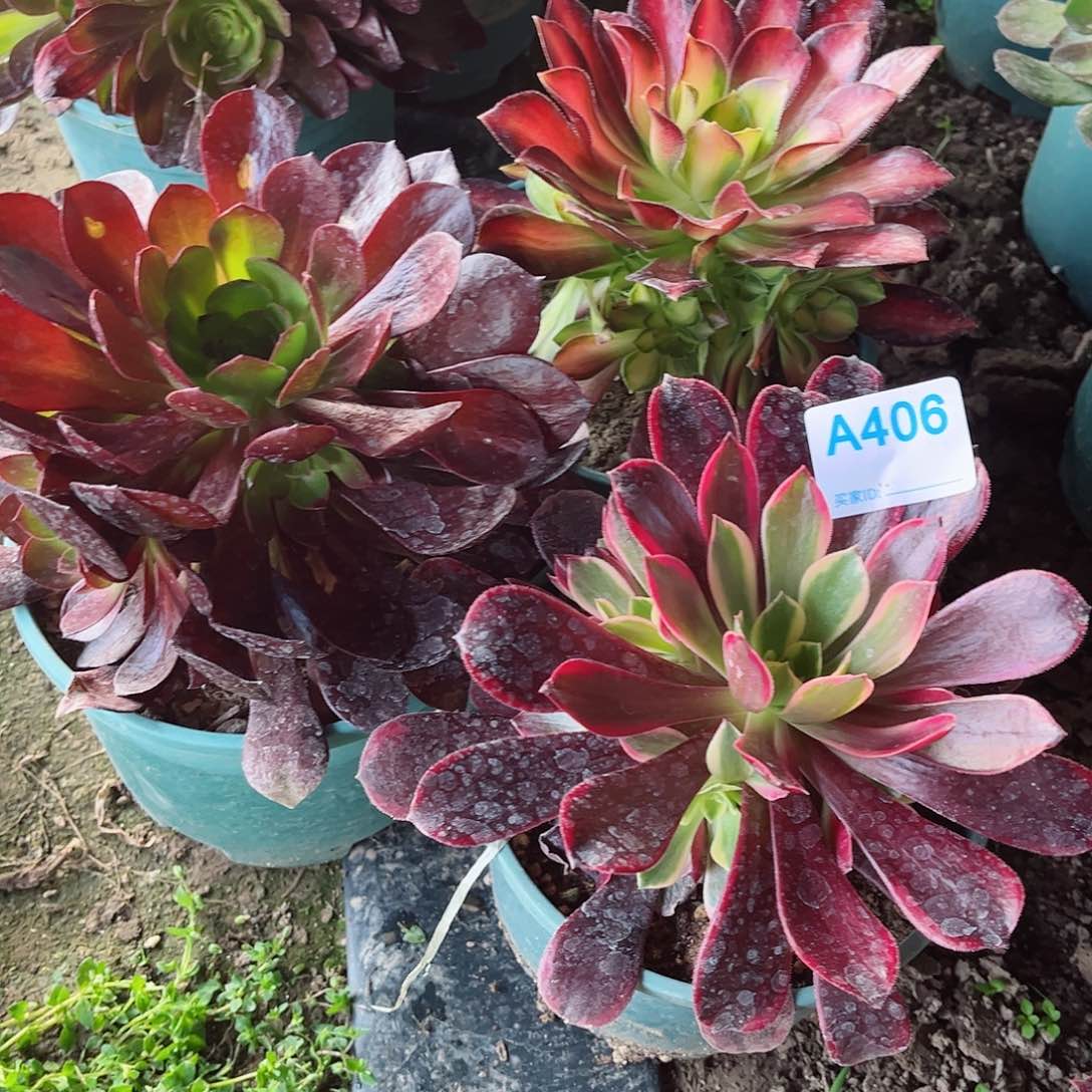 多肉植物组合406多肉