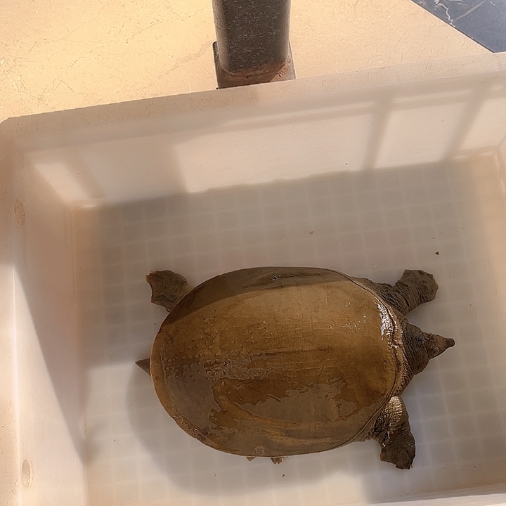 中国大陆野生甲鱼包邮包活