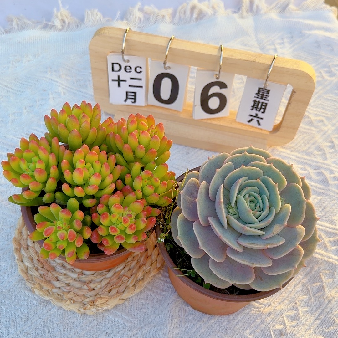 小春萌+露娜莲  带盆带土   室内阳台庭院好养 