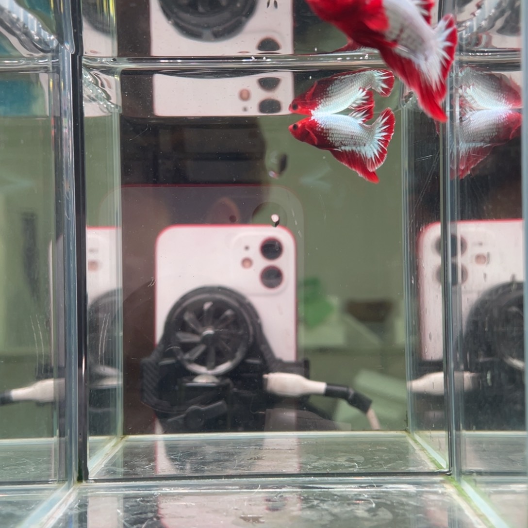 斗鱼印尼精品斗鱼16