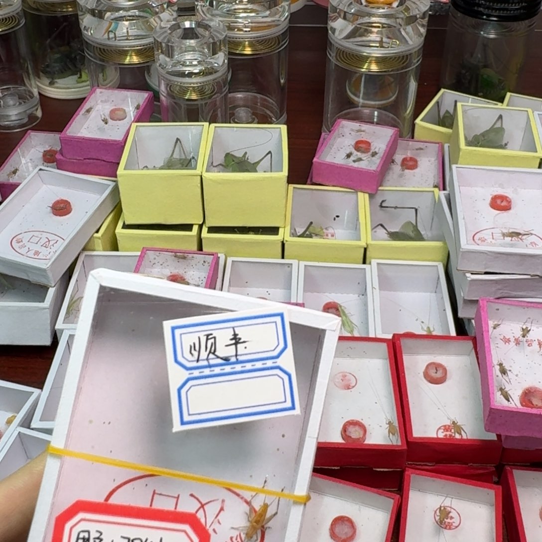 蟋蟀扎嘴一只。     