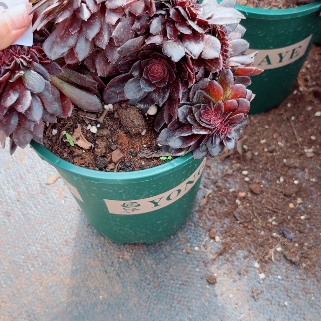 你728 号多肉法师植物特价