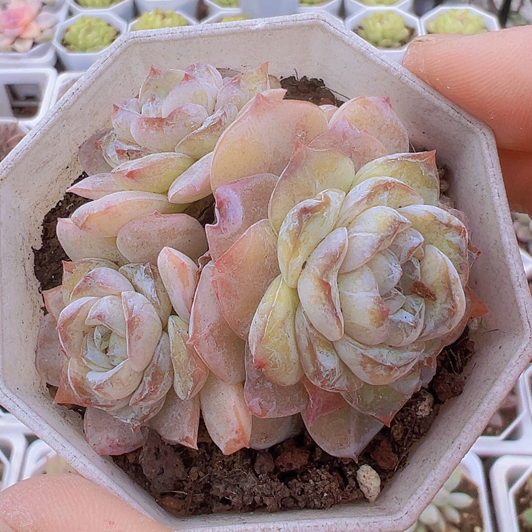 方糖群19包邮多肉