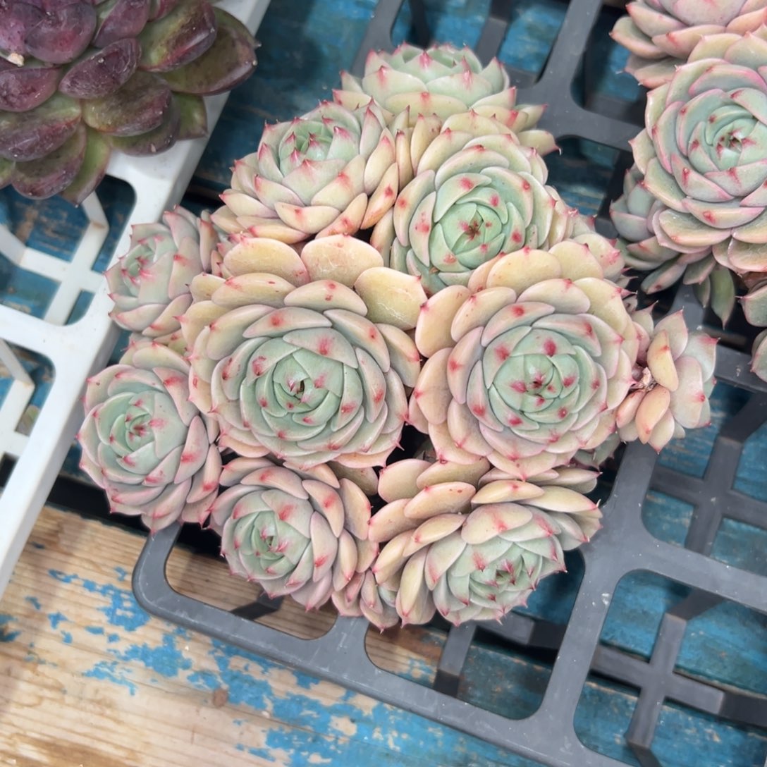 从前慢花园多肉精选编号1.3本吧蒂斯