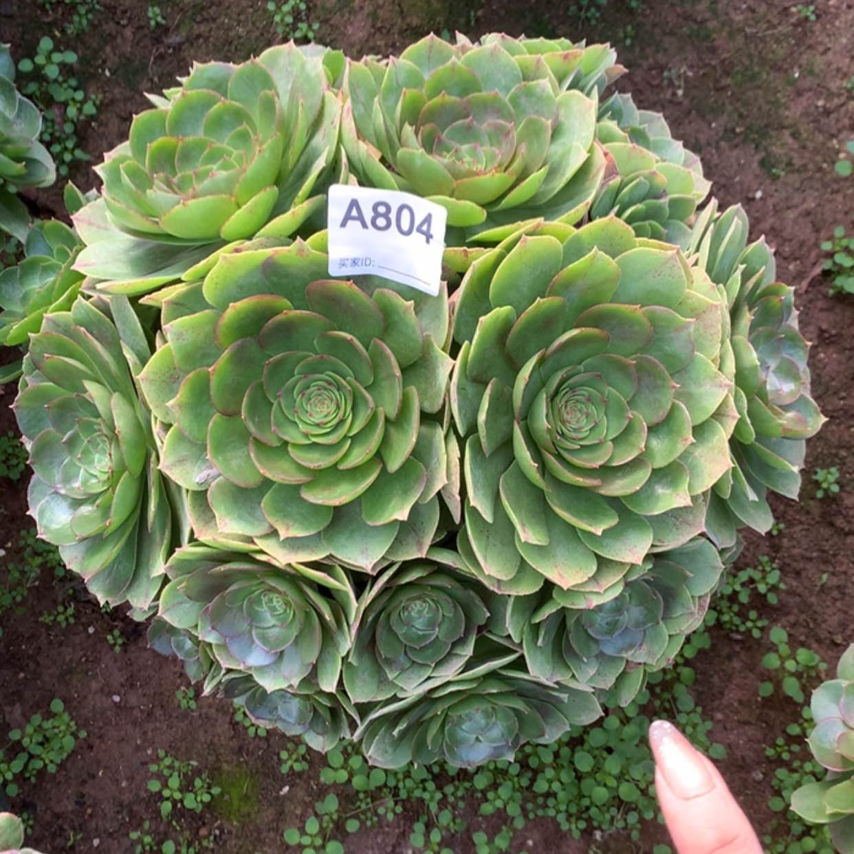 【闪购商品】804万拉丝