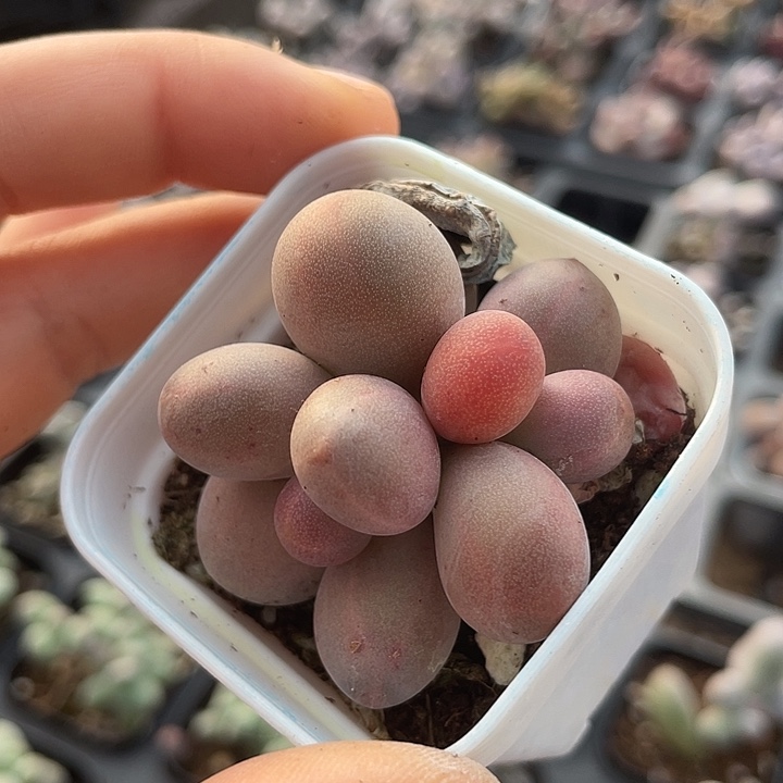 糖果奶双头随机发满18