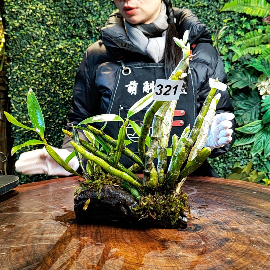 【闪购商品】321大苞鞘，尖刀唇，球花