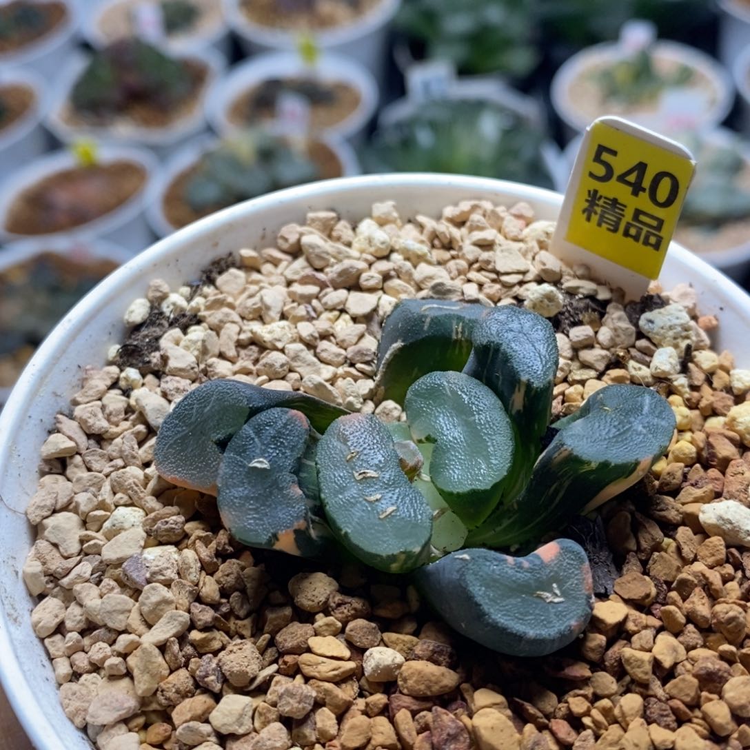 540大明湖万象十二卷