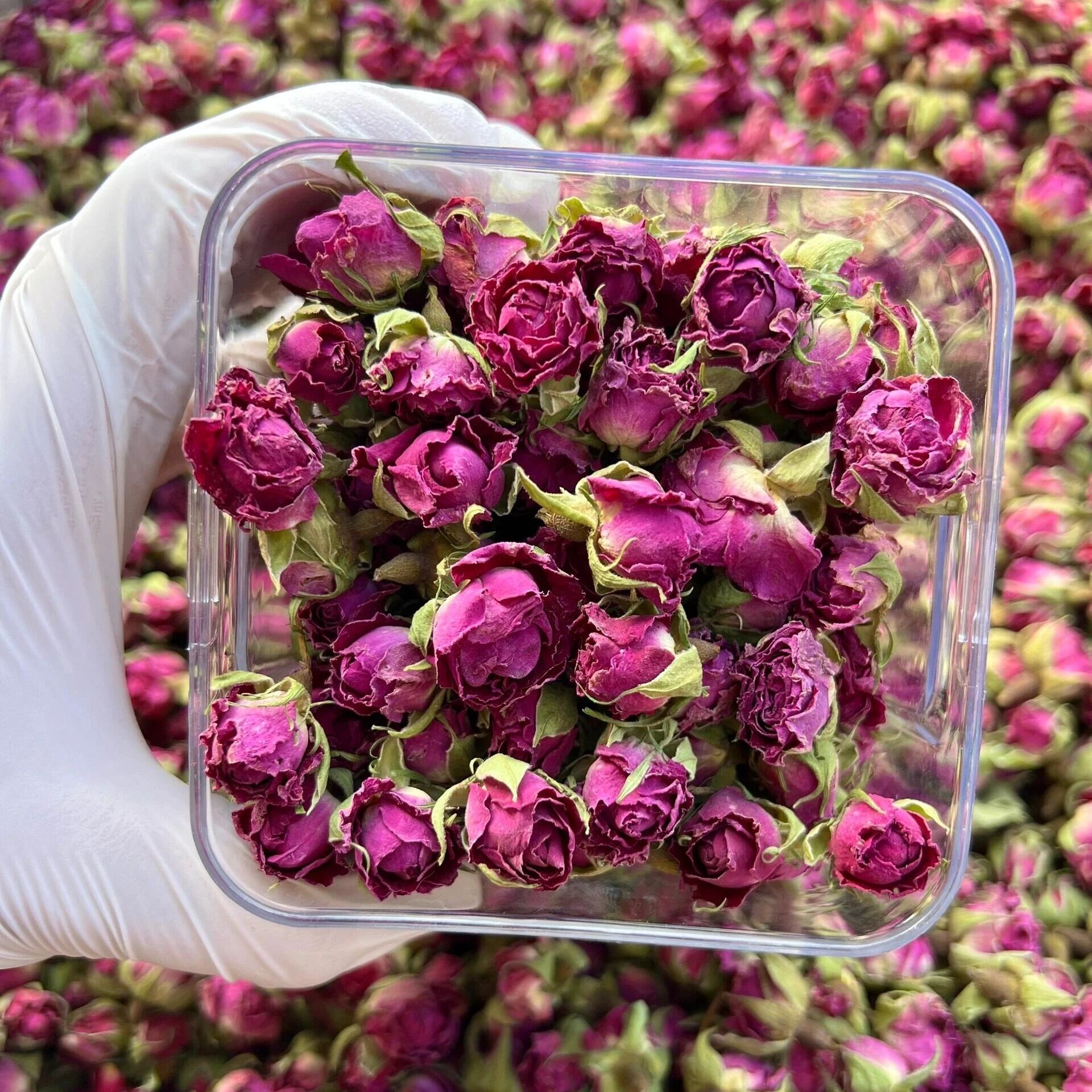 玫瑰花茶 2026精选山东平阴重瓣红玫瑰 本真 原味 头茬 花蕾