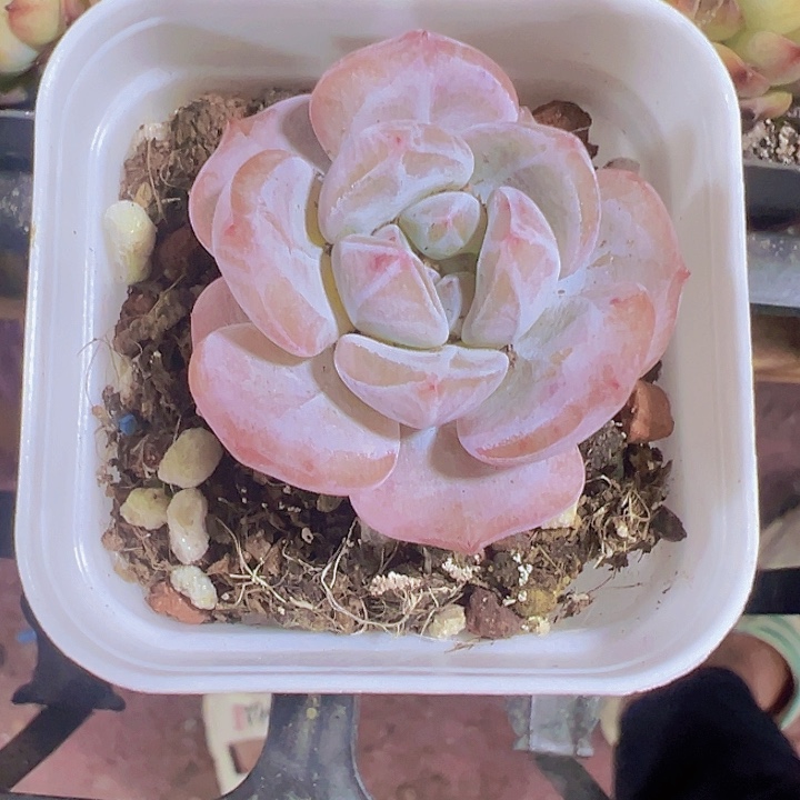 奶盖精品多肉植物