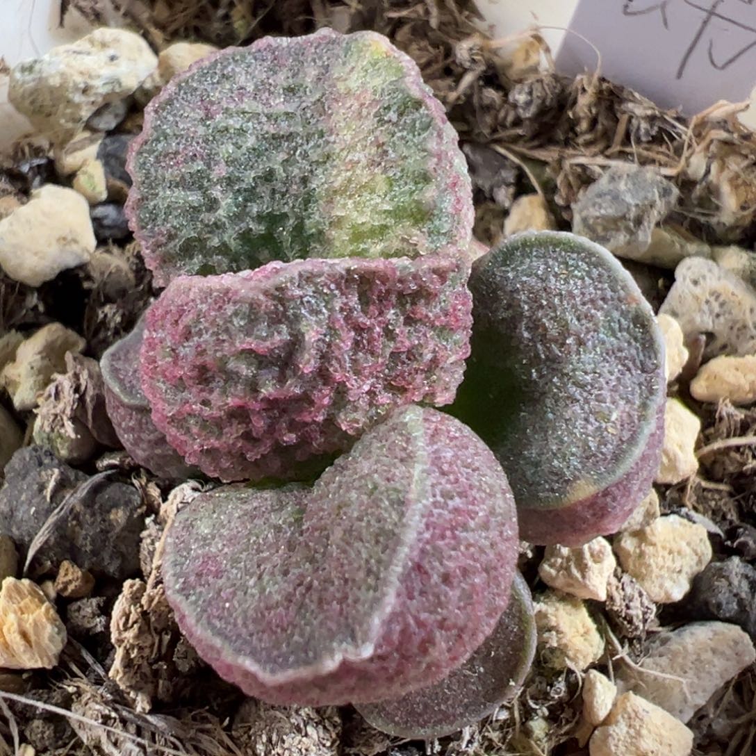 9***生w实生锦多肉植物水泡