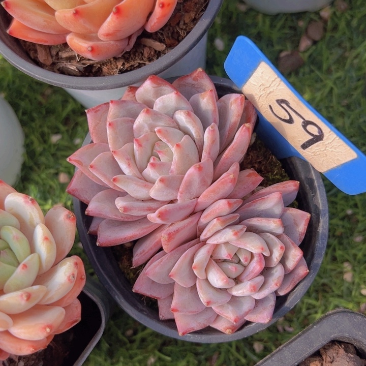 健健康康平平安安