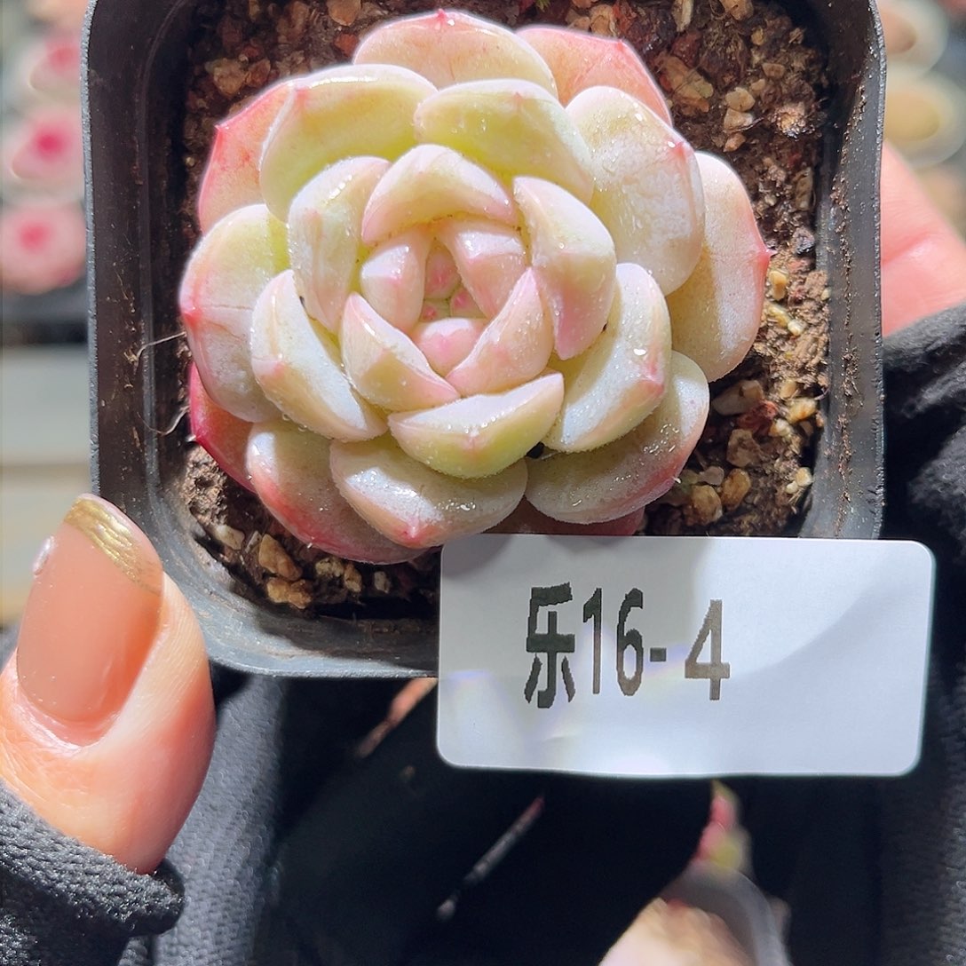 乐16-4 新品单头