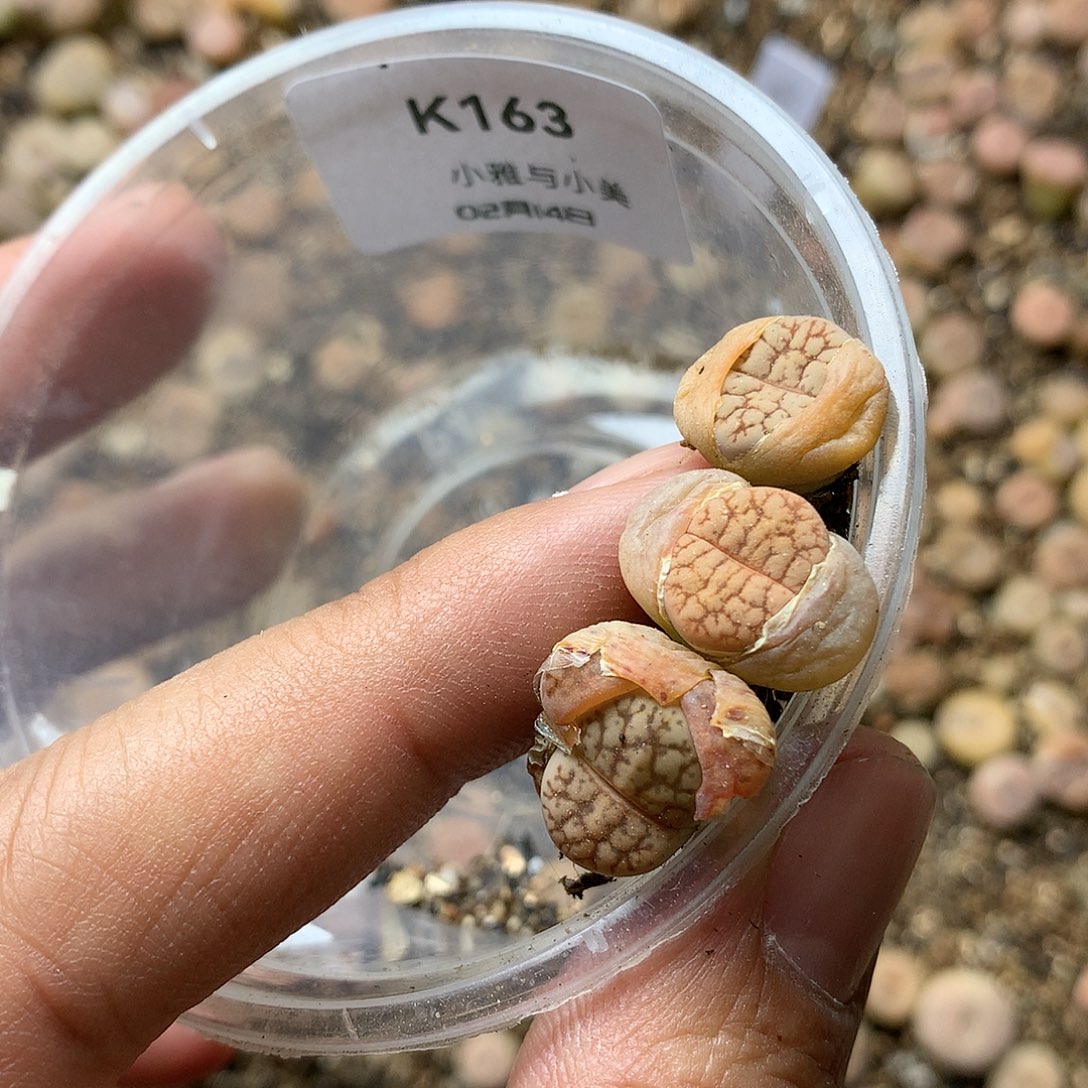 K163多肉植物保护