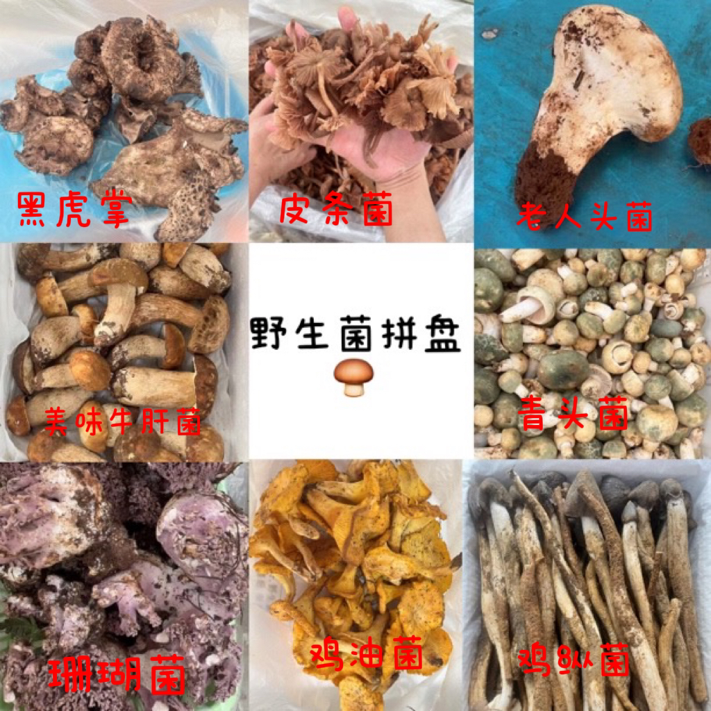 云南野生菌拼盘牛肝菌鸡油菌鸡纵菌老人头青头菌珊瑚菌黑虎掌皮条