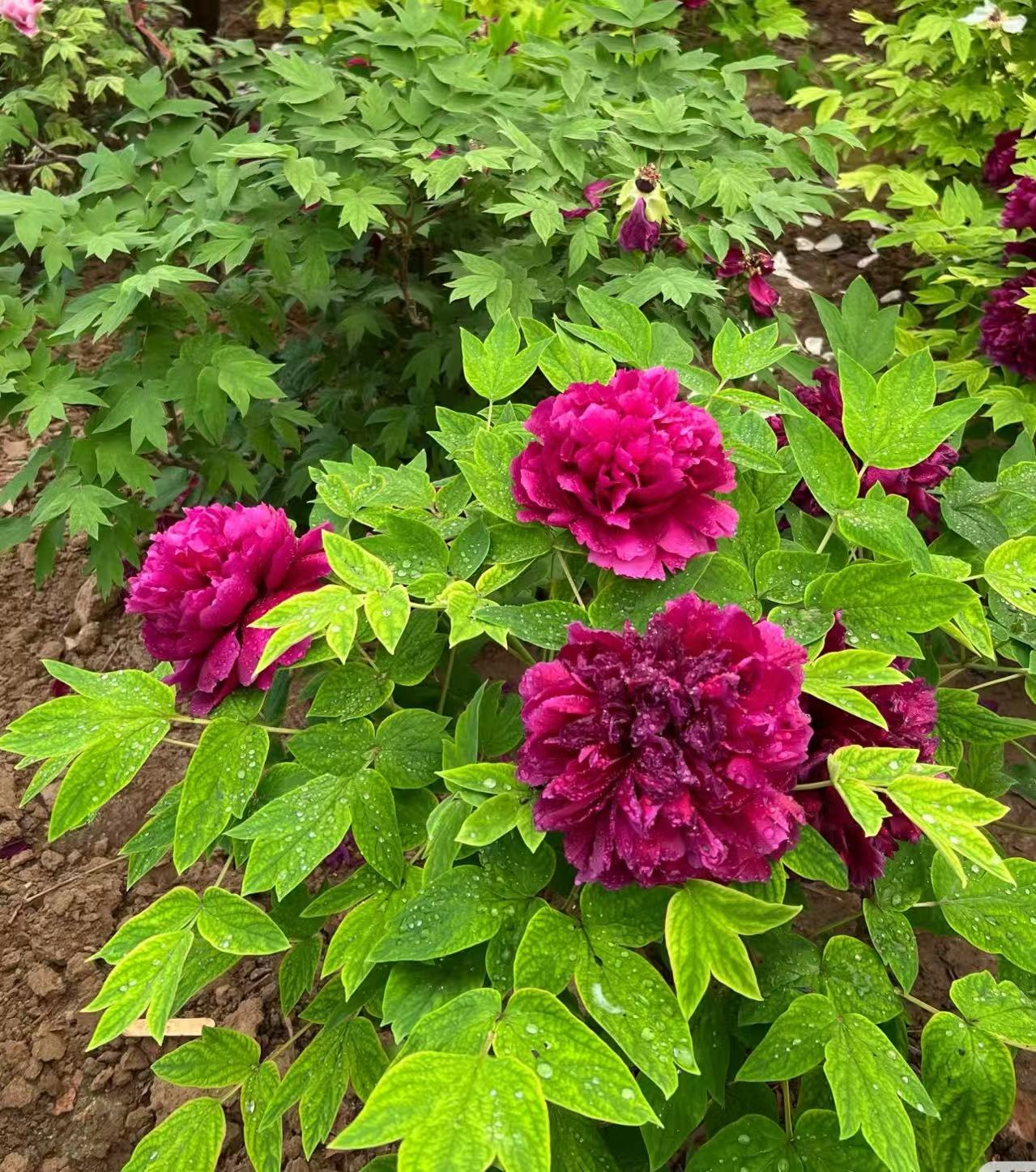 气壮山河一年苗（褀美牡丹）庭院地栽种植