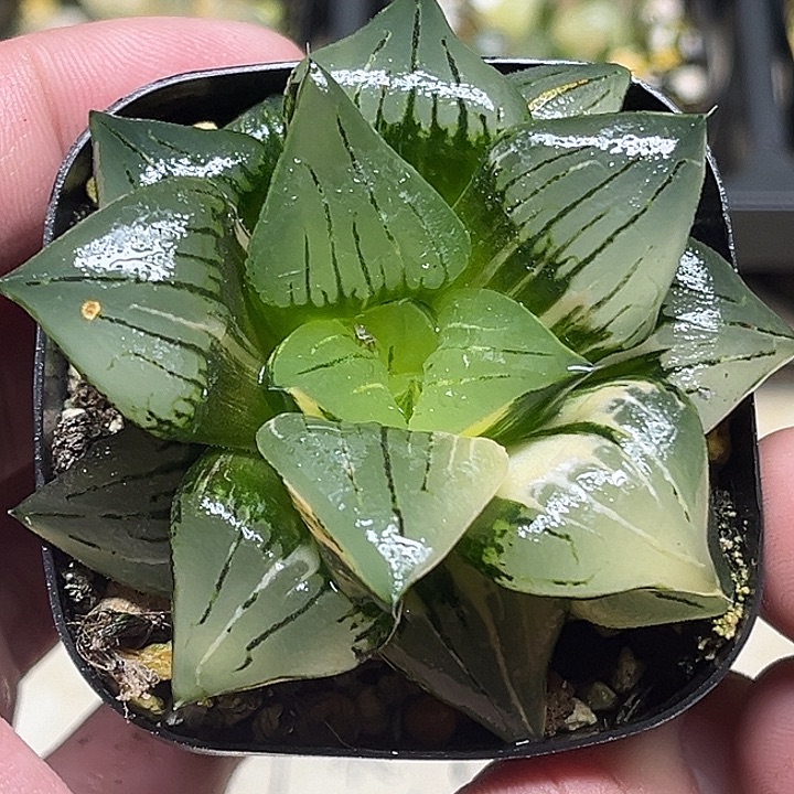 53巨大丸叶红纹寿锦出云窗