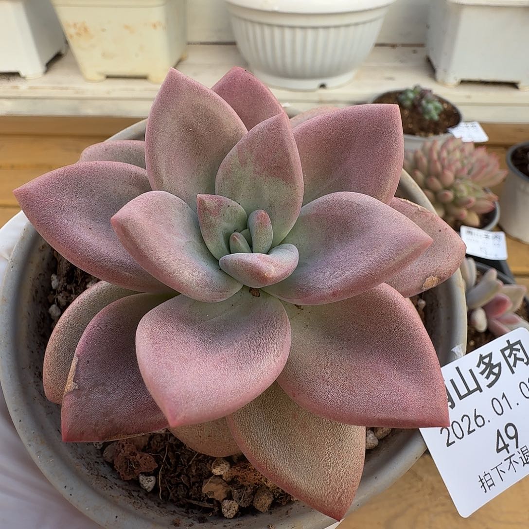 赫菲斯托111102-49