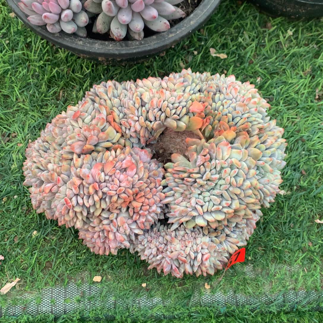 967橙子1111111111111