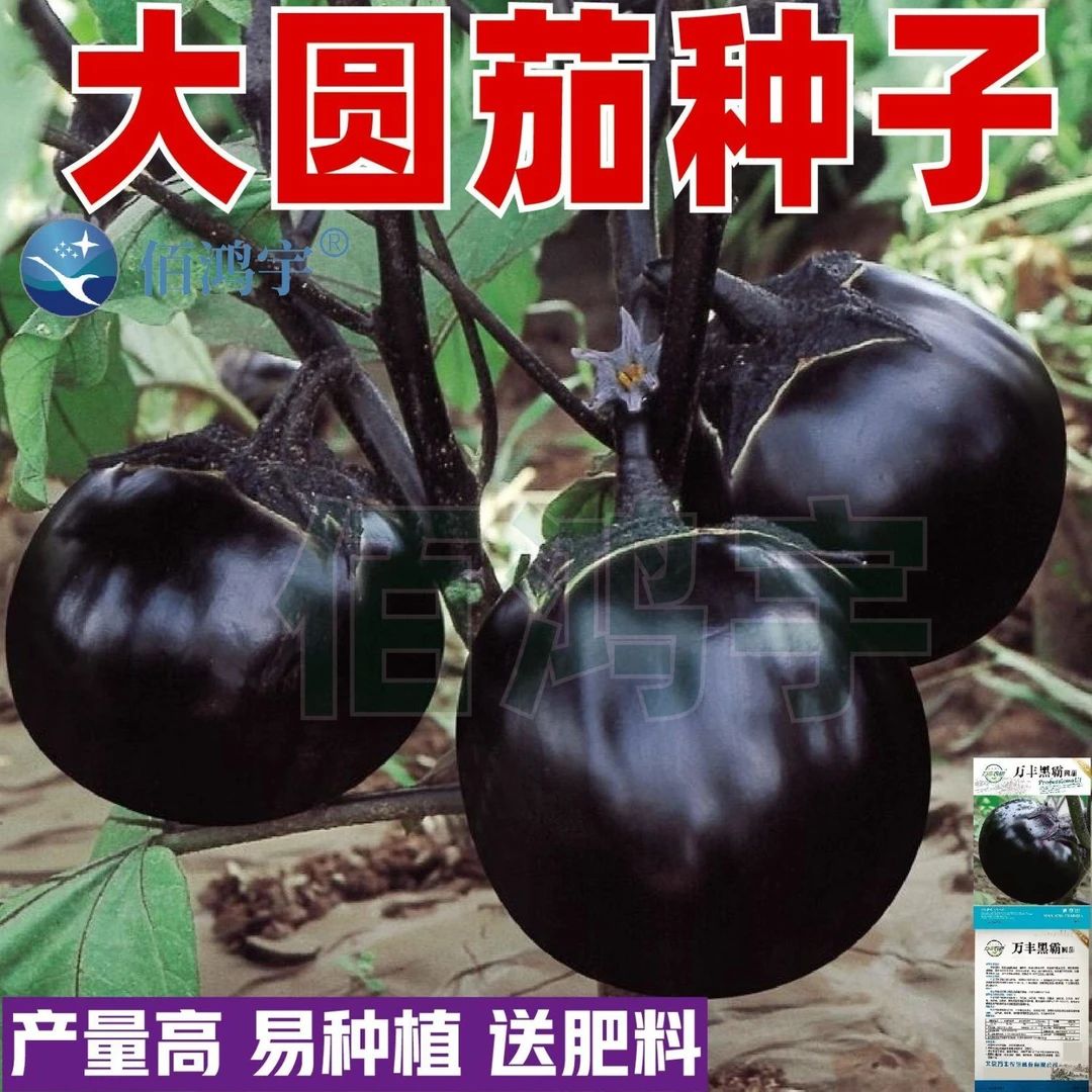 【特大黑圆茄子种子】高产紫黑快圆茄籽种庭院大田盆栽春秋播蔬好籽