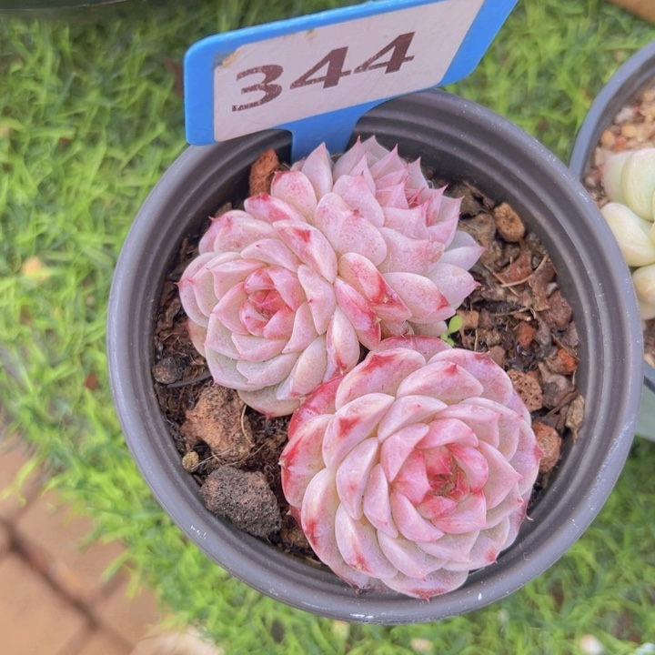 健健康康平平安安