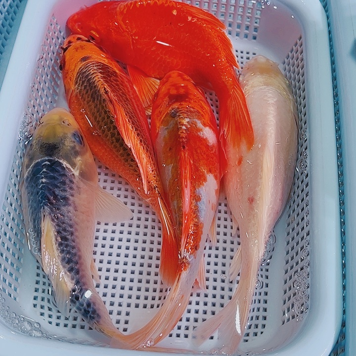 锦鲤锦鲤冷水观赏鱼148