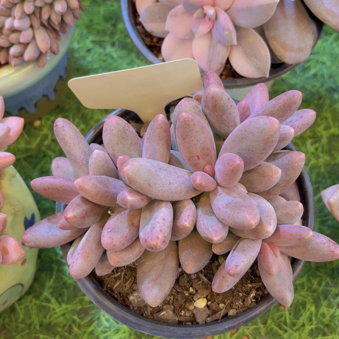 一***糖云南金致家精品多肉