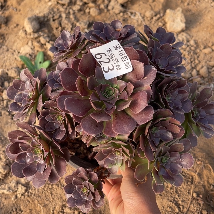 623荷兰玫瑰手捧4号