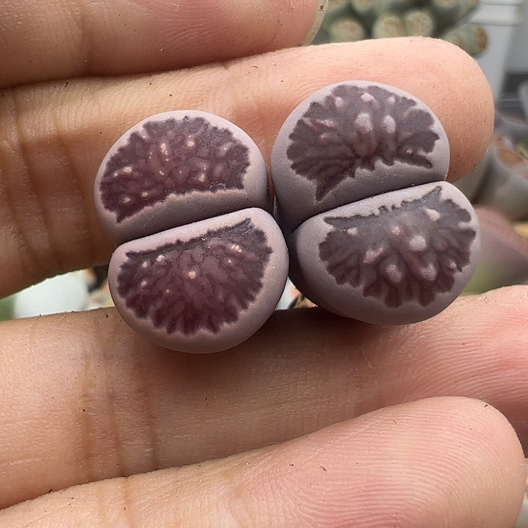 就*紫3715福利紫菊11111111111