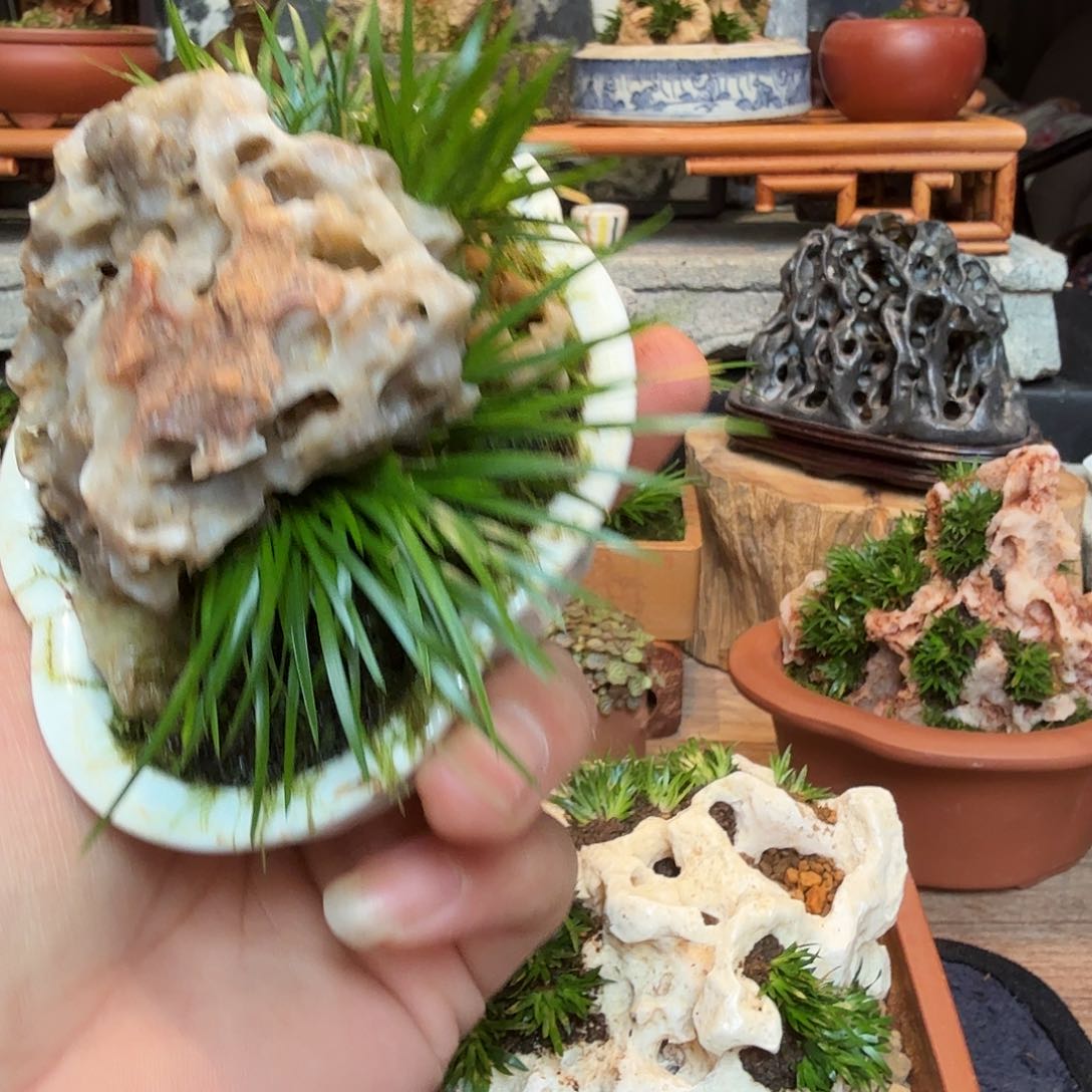 石头草贵船苔。。。。。。。