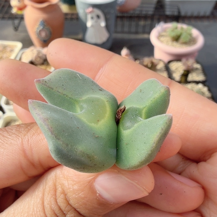 韩国大型天使之翼大眼睛 12-8-L4