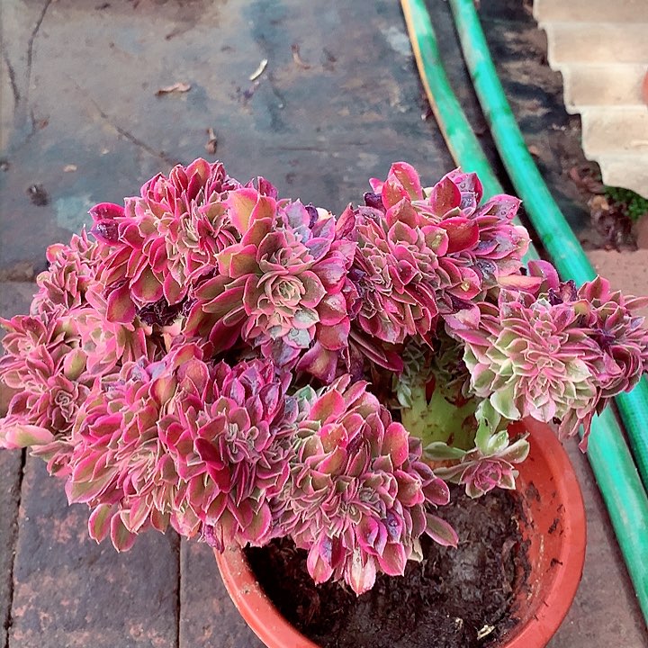 女巫缀，有点微瑕