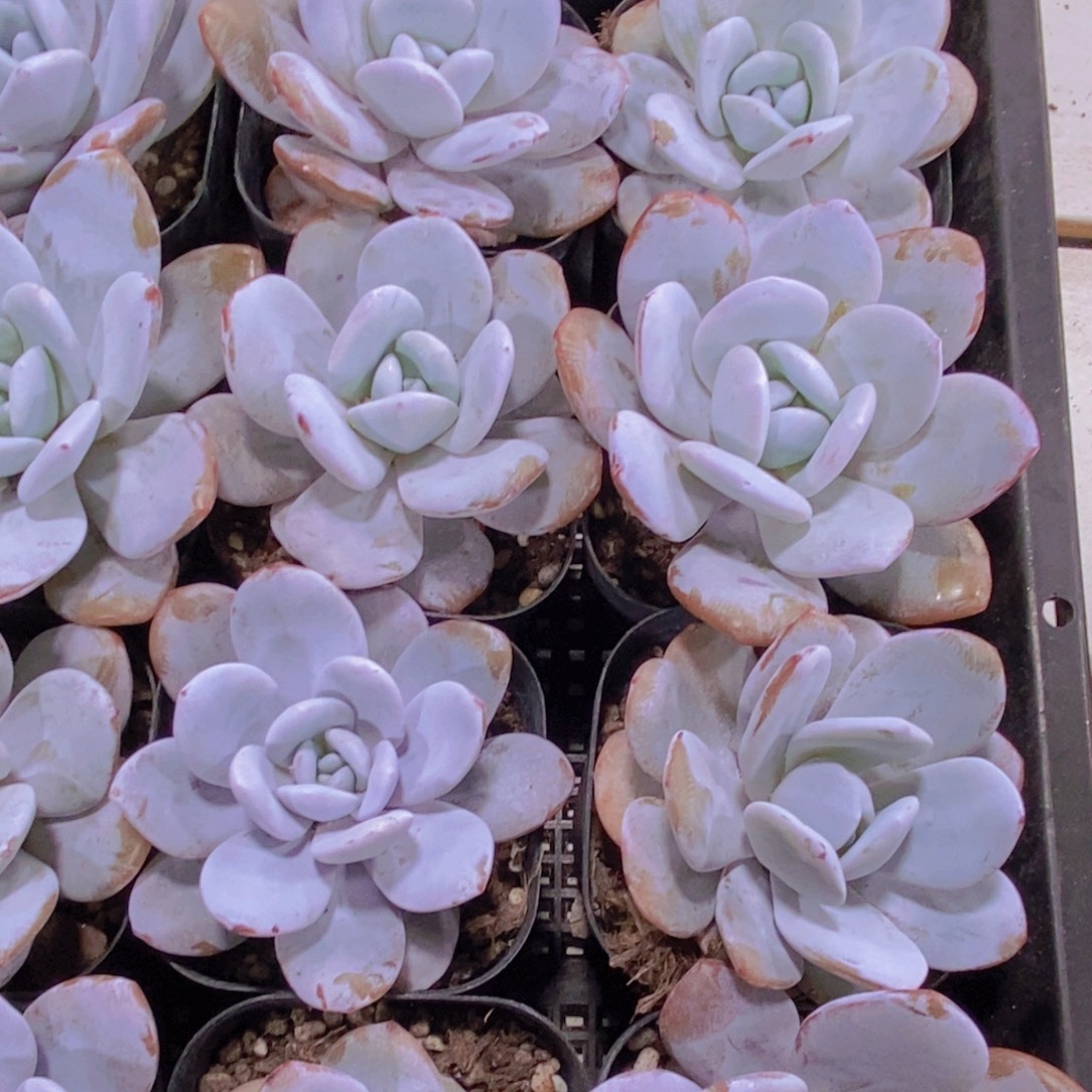 82-精品丸叶雪莲单头两个