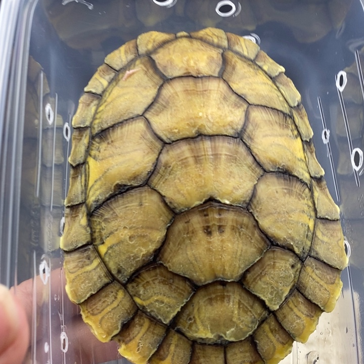 巴西彩龟母6666666